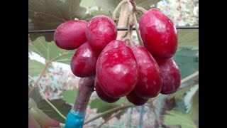 Виноград Велюр