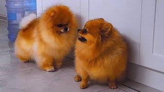 Весёлые шпицы Фил и Бусинка. Funny Spitz Phil and Businka.