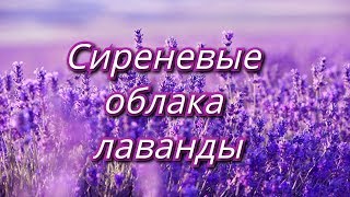 Сиреневые облака лаванды - Lilac clouds of a lavender