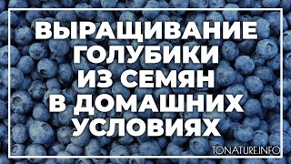 Выращивание голубики из семян в домашних условиях | toNature.Info