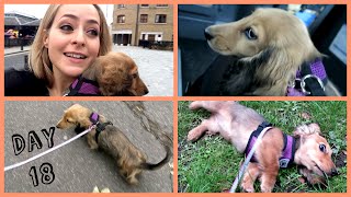 Piglet's Day Out! Vlogtober 18