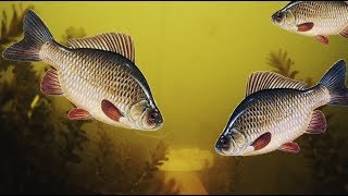 КАРАСИ НА СПЕЦИЮ ХМЕЛИ СУНЕЛИ, ВИДЕО РЕАКЦИЯ РЫБЫ, ПОДВОДНАЯ СЪЕМКА 2019