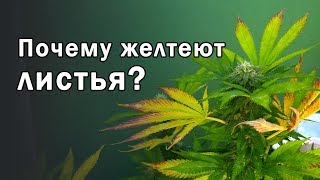 День 87. Желтые листья на цветущей конопле