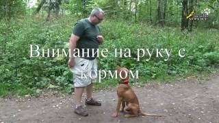 Дрессировка щенка, команда ко мне,упражнения на внимание и подзыв собаки