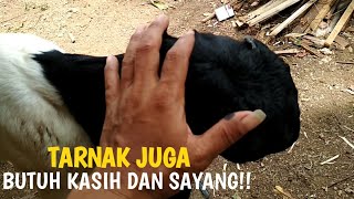 Kambing Bakalan Calon Indukan Yang Pernah Di Anak Tirikan
