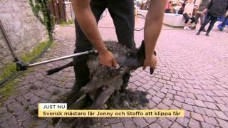 Svensk mästare lär Jenny och Steffo att klippa får - Nyhetsmorgon (TV4)