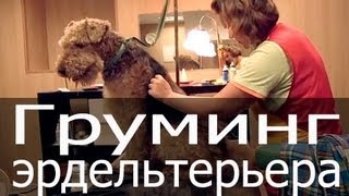 Груминг эрдельтерьера, тримминг эрдельтерьера, тримминг эрделя, срижка эрдельтерьера