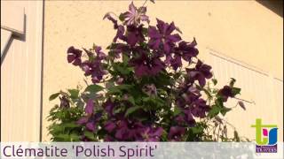 Clématite 'Polish Spirit' - Pépinières TRAVERS - Spécialiste des plantes grimpantes