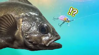 【水中撮影】ツーランク上の釣果を出すメバル✕プラグの極意【プロのテクニック/メバリング】