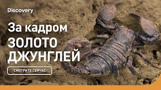 За кадром | Золото джунглей | Discovery