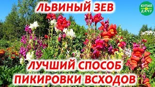 Львиный Зев посадка и уход. Как Пикировать Львиный Зев. Простой и быстрый способ!