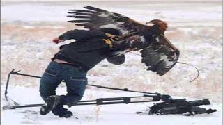 Top 7 Best Eagle Attacks (What size of prey can eagles attacks?)