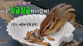 애벌레가 정말 징그러운 다람쥐 쳐키 먹다가 토할뻔;; Chipmunk Chucky Almost Pukes Eating Mealworms
