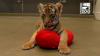 Tiger Cubs Playing with Dog Blakely - Cincinnati Zoo