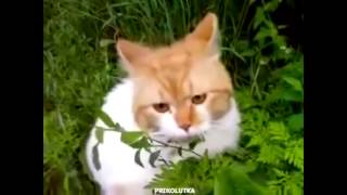 Кот и волшебная трава
