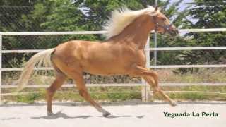 FLAMENCO - CABALLO LUSITANO - Palomino - Perla