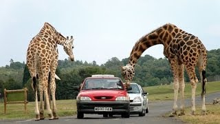#عائلة_فرح رحلتي في افريكانو بارك  ِAfrica park