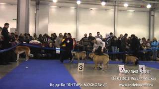 ЕВРАЗИЯ -2011 CACIB FCI. Ка де Бо.  Разминка 26.03.