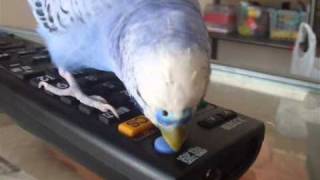 おしゃべりインコぴのこ 　川に命名（昔話シリーズ55）