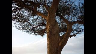 شيلة يانسيم الليل - لـ فلاح القرقاح .. من تصويري