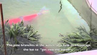 Kanno Koi Farm - Goshiki Breeding Preparation - June 2012
