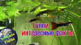 Рыбка гуппи и интересные факты о ней