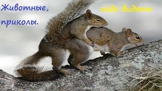 Спаривание животных.. Надо видеть.