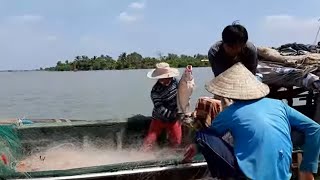 Vợ Chồng Ông Hai THả Lưới Sông Tiền Dính Cá Sủ Khổng Lồ # SĂN BẮT ĐỒNG THÁP #