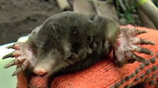 Как поймать крота самый эффективный метод but how to catch a mole