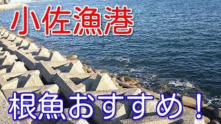 【知多半島】小佐漁港の釣り場ポイントを紹介！根魚が釣れるよ～【愛知釣り場】