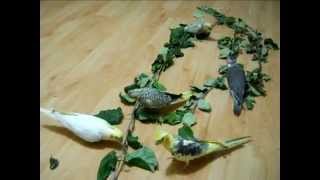 Попугаи нимфы - кореллы Кузя и Фиби (разведение) 19  Птенецы корелл. Breeding Corell.