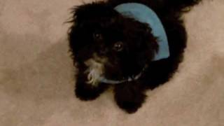 Cute Peekapoo Puppy Doesn't Like Her Sweater
