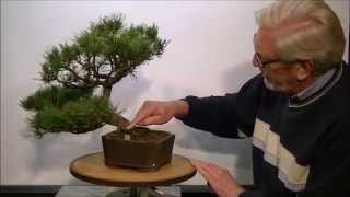 Restyling van een Pinus Mugo