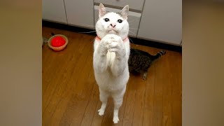 FORGET YOUR STRESS and LAUGH SUPER HARD - FUNNY ANIMAL videos