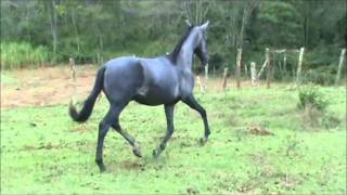 Doutor haras HF