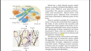 Ncert biology | Class 9|Chapter -6|part -4