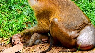 P141-Thanks You Pigtail for Taking Care My Baby Lori | Pigtail Is the Best For All Baby Monkeys