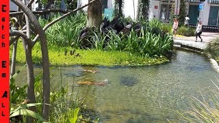 CITY FISHING!!! WEIRD FISH in Urban Locations