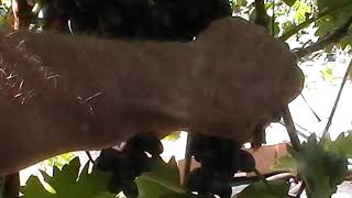 Сорт винограда "Туз бордо" - сезон 2019 # Grape sort "Tuz bordo"