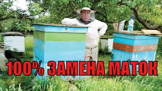 ПЧЕЛИНАЯ МАТКА ОСЕННЯЯ ЗАМЕНА МАТОК В ОСНОВНУЮ ПЧЕЛИНУЮ СЕМЬЮ