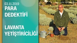 Büyükçekmece'deki lavanta üreticilerin hikayesi - Para Dedektifi 03.11.2019 Pazar