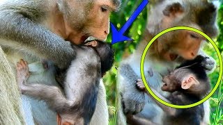 OMG, Why female monkey hit and Bite baby Loni so bad on the ground, baby cry extremely loudlMum,Baby