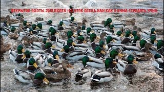 Открытие Охоты 2019.Охота на уток.Осень.Охота с Кумом.
