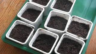 Goji berry germination
