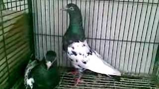Rampuri Pigeons of Fahim Abdul Majeed by Pigeons club