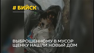 Бийские живодёры: щенка спасли от смерти в мусорном баке и нашли новую семью