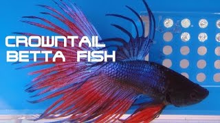 crowntail betta fish