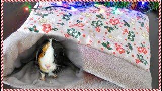 How to Make a Fleece Snuggle Pouch for Guinea Pigs | Pigmas 2017