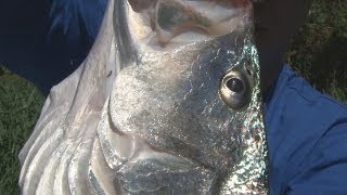 PESCA DE CORVINAS PRAIA DOS NAMORADOS EM AMERICANA, PARTE 2