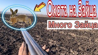 Охота  в ПАХОТЕ на Зайца . Много Зайца по  ЧЕРНОТРОПУ. Добыли два Зайца.